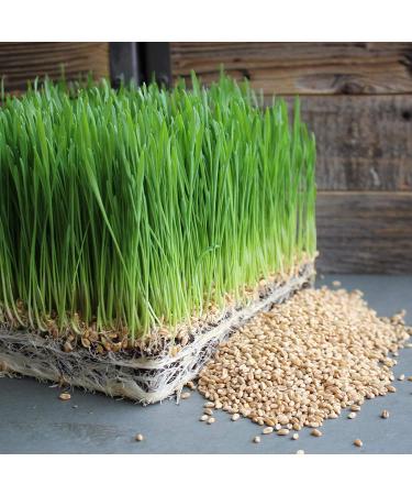 Handy Pantry Organic Wheatgrass Seeds - Premium Hard Red Wheat for Wheatgrass, Cat Grass, Food Storage & More (1/2 lb) - Buy Online on GoSupps.com