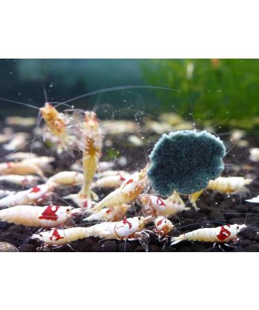 TIMA Garnelenshop Shrimp Paste I Food for Shrimps I and Crabs I Made in Germany I Premium Minerals and Proteins I Vitamins and Nutrients I Basic Series 35 g - Buy Online on GoSupps.com