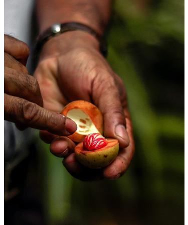Organic Nutmeg Whole 1.5 oz - Premium Grade Fairtrade Spice | Freshly Harvested & Aromatic - Buy Online on GoSupps.com