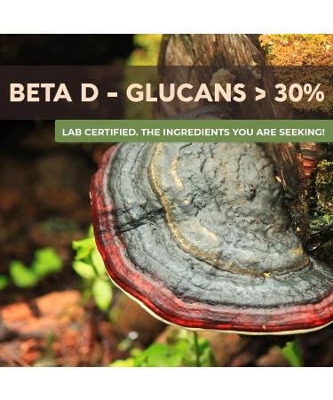 Longevity Botanicals Organic Agarikon Mushroom Powder - 100% Fruiting Body - 100g - Buy Online on GoSupps.com