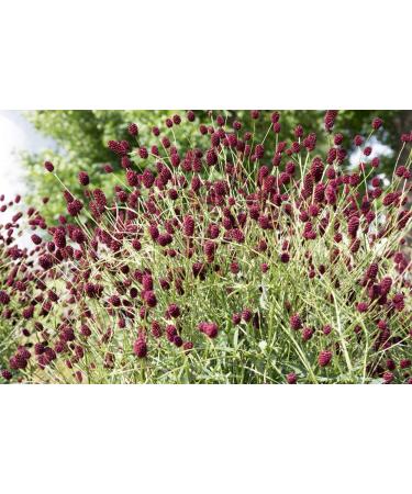 Burnet Herb Tea/Grande Pimprenelle Herbe (Sanguisorba Officinalis L. - Herba Sanguisorbae) - Health Embassy - 100% Natural (50g) - Buy Online on GoSupps.com