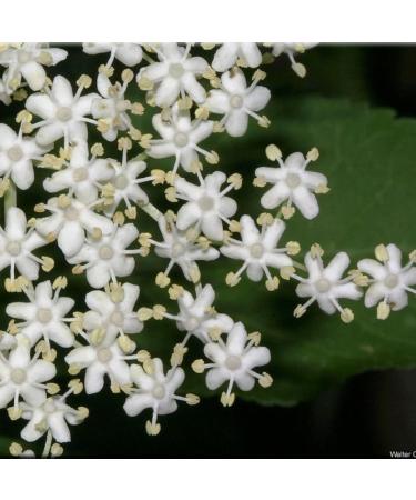 Buy European Elderberry (Sambucus Nigra) Seeds - 25+ Premium Seeds for Health & Wellness | Fast International Shipping - Buy Online on GoSupps.com