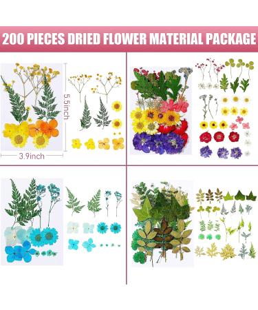 Nuanchu Real Dried Pressed Flowers - 200 Pieces for Resin Mold, Scrapbooking, DIY Crafts - Daisy, Leaves for Jewelry, Candle Making - Buy Online on GoSupps.com