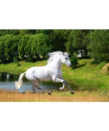 Equine Synergy High Potency Spirulina 500g For Horses and Ponies -100% Pure with Over 2000 Vitamins Minerals and Nutrients to Enhance Health and Bolster the Immune System - Buy Online on GoSupps.com