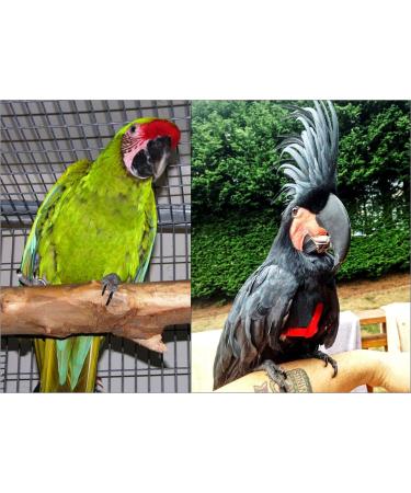 Buy XL Black Aviator Bird Harness - Best for Large Birds | International Shipping Available - Buy Online on GoSupps.com