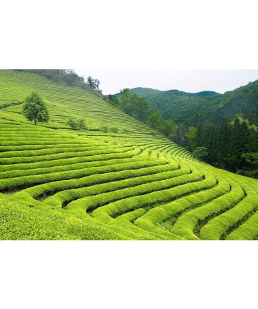 Buy Uniqo Ginseng Oolong Tea - Premium Loose Tea | Gluten-Free Vegan Naturally Flavored | Luxurious Gift Box - Buy Online on GoSupps.com