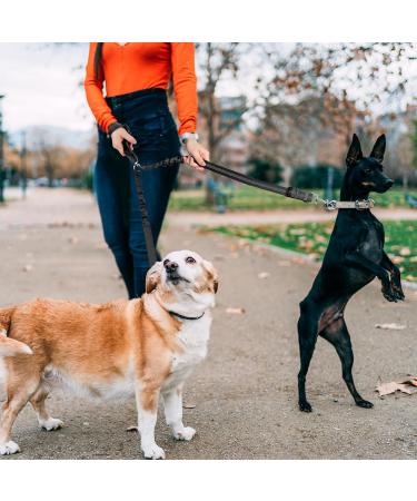 Deaguid Dog Seat Belts Double Dog Car Seat Belts Adjustable Elastic Dog Car Harness Puppy Car Seat Belt Puppy Car Harness (Black) - Buy Online on GoSupps.com