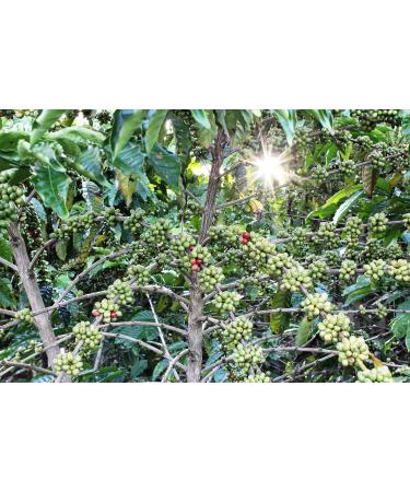 Gustone Premium Espresso Gift Set | 3 Exquisite Organic Coffees from Supremo: MEU Brasil Anokhi AA Esperanza - Buy Online on GoSupps.com