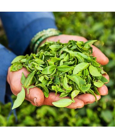 ZYANNA Darjeeling Tea First Flush - 100g Single Estate Whole Leaf Black Tea with Floral Notes | Teesta Valley Tea Estate - Buy Online on GoSupps.com