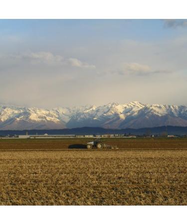 Organico - 12x 250g Organic Lemon & Mint Cous Cous. Quick and Easy Rice Alternative Consumed Hot or Cold. Couscous Suitable for Vegetarian and Vegan Diet No GMO (Pack of 12) - Buy Online on GoSupps.com