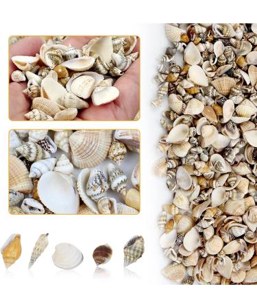 Weoxpr 1000pcs Mini Sea Shells Mix - Natural Ocean Beach Seashells for Fish Tank, Home Decor, Parties & Crafts - Buy Online on GoSupps.com