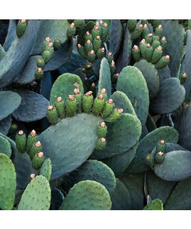 Weleda Prickly Pear Cactus 24hr Hydrating Cream 30ml - Buy Online on GoSupps.com
