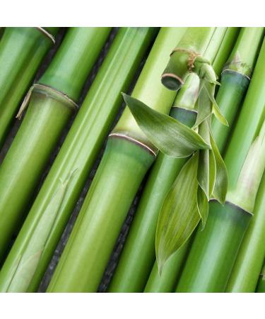 Buy Bamboo Silicon Capsules - 120 Count | Strengthen Skin Hair & Nails with 105mg Silica per Dose | International Shipping Available - Buy Online on GoSupps.com