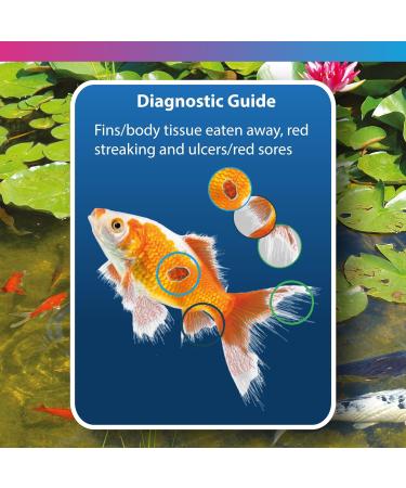 NT Labs Pond Bacterad Pond Fish Medicine Anti-Ulcer Fin-Rot & Flukes Use When Fish Show Symptoms of Fin Rot Mouth Rot Red Blotches Missing Scales or Clamped Fins 1 l (Pack of 1) - Buy Online on GoSupps.com