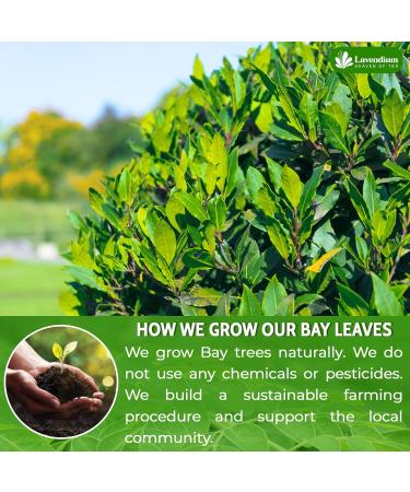 Lavendium Premium 100g (3.52oz) Bay Leaf Powder Unprocessed Ground Bay Leaves Dried 100% Natural & Pure from Bay Leaves Bay Leaf Spice No Additives No Gluten Vegan. - Buy Online on GoSupps.com