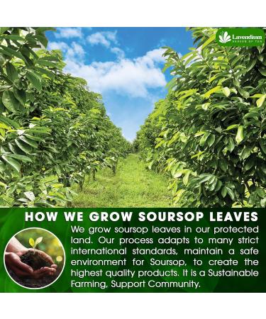 Lavendium Premium 40 Soursop Leaf Tea Bags 100% Natural and Pure from Soursop Graviola Leaves. Made with Eco-Conscious Tea Bags Soursop Leaf Herbal Tea. No Sugar No Caffeine No Gluten Vegan. (40 Bags) - Buy Online on GoSupps.com