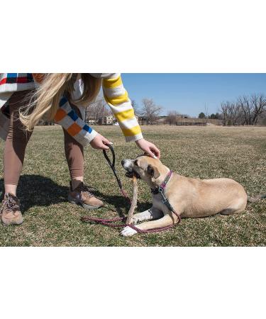 OllyDog Mountain Leash | Climbing-Inspired Rope Dog Leash 5ft | Padded Handle | Dog Accessories - Buy Online on GoSupps.com