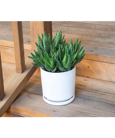 Live Aloe Nobilis & Succulents Plants - Indoor Houseplants by Plants for Pets - Buy Online on GoSupps.com