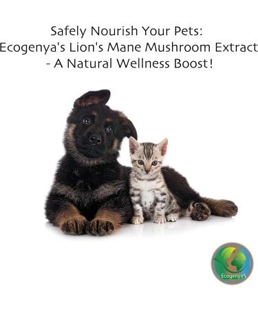 Ecogenya Continental Lion's Mane (hericium erinaceus) Mushroom Extract Powder - | 100:1 Concentration (50 Grams) 50 g (Pack of 1) - Buy Online on GoSupps.com