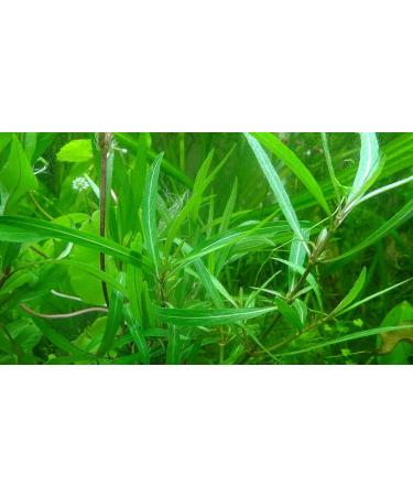 Exclusive Product - 50 Live Aquarium Plants Collection of Aquatic Plants for Your Fish Tank - Buy Online on GoSupps.com