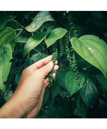 Organic Black Pepper 100g - 100% Natural Additive-Free Premium Black Peppercorns for Mill - Noble Herb - Buy Online on GoSupps.com