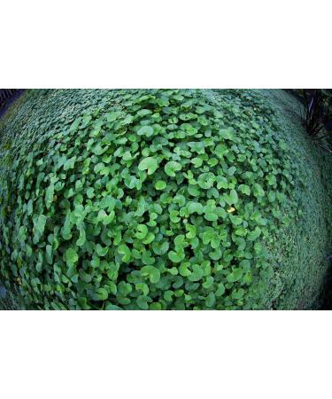 GOTU KOLA 90 Veggie Capsules - 375mg per Capsule "Organic Brahmi Centella asiatica " - Buy Online on GoSupps.com