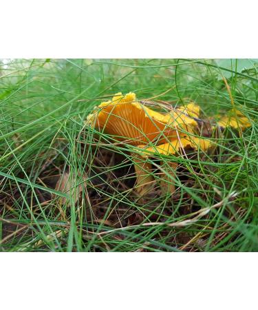 Ekotavis Forest Food Shop Dried Chanterelles 100 g - Buy Online on GoSupps.com