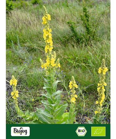 Biojoy Biojoy Organic Mullein Herbal Tea (500 g) dried and cut Mullein leaves (Verbascum thapsus) - Buy Online on GoSupps.com