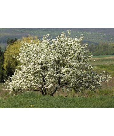 Na'vi Organics Organic Shahtoot Black Mulberries 100 g - Buy Online on GoSupps.com