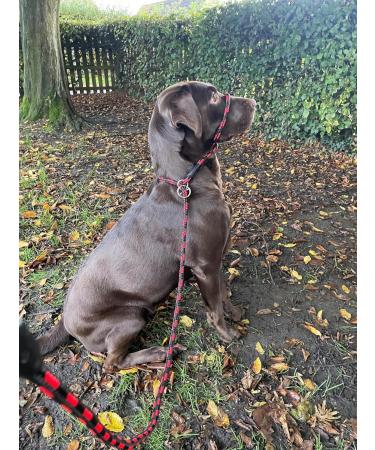 All-in-One Black Halter for Dogs Anti-Pull Harness | Suitable for All Breeds - International Shipping - Buy Online on GoSupps.com