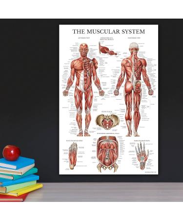 Quickfit Stretching Exercises & Muscle Anatomy Poster Set - Laminated Workout Diagrams (45.7 x 68.6 cm) - Enhance Your Stretching Routine! - Buy Online on GoSupps.com