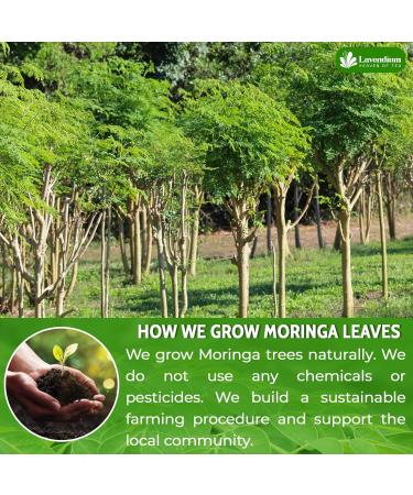 Lavendium Premium 120g (4.23oz) Moringa Leaf Powder 100% Natural and Pure from Moringa Leaves No Additives No Gluten No Sugar Vegan - Buy Online on GoSupps.com