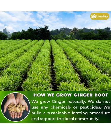 Lavendium Premium 75 Ginger Tea Bags 100% Natural & Pure from Ginger. Ginger Herbal Tea. Ginger Tea. No Sugar No Caffeine No Gluten Vegan. - Buy Online on GoSupps.com