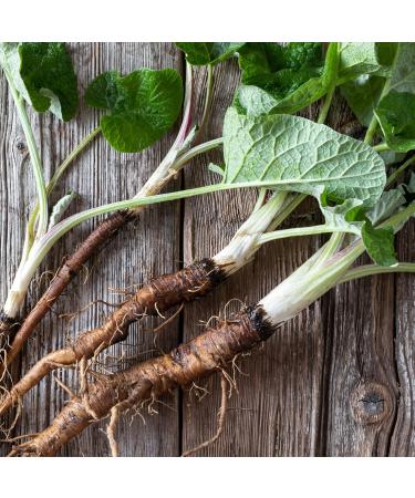  Alpi Nature Alpi Nature Burdock Root Organic Herbal Tea 200 g organic Burdock Root Dried and Cut Loose Tea - Buy Online on GoSupps.com