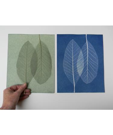 Cyanotype 8 x 10 Paper 12 Pack - White | High Quality Sun Printing Paper - Buy Online on GoSupps.com