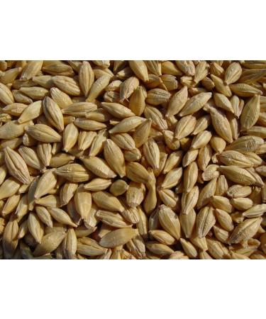 Barley 18 Lbs, Unhulled Barley (Hull Intact), Joseph's Grainery Whole Grain Barley, Non-GMO, Kosher Certified
