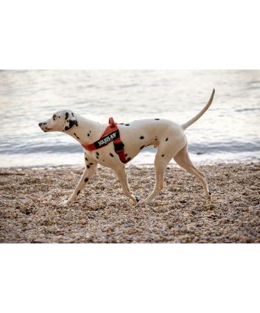 Julius-K9 XL Orange-Grey Belt Harness | Durable & Comfortable Dog Harness for International Shipping - Buy Online on GoSupps.com