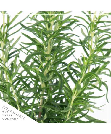 Live Aromatic Rosemary in Decorative Pot - Set of 6 | Healthy and Vibrant Display - Buy Online on GoSupps.com