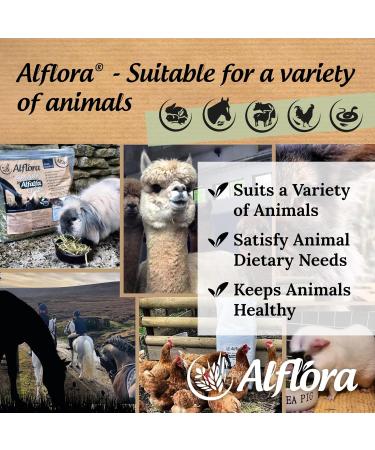 Alflora Organic 1KG Premium Alfalfa Meadow Hay with Beetroot - 100% Natural - High Protein & Fiber - Ideal for Rabbits, Gerbils, Hamsters, Guinea Pigs - Buy Online on GoSupps.com