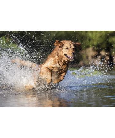 Buy SKIPDAWG Ball Slingshot Ultimate Dog Toy Launcher with Tennis Ball for Fun & Exercise International Shipping Available - Buy Online on GoSupps.com