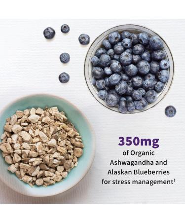 Buy Garden of Life Dr. Formulated Probiotics Mood+ 60 Veg Capsules | Enhance Mood & Gut Health - Buy Online on GoSupps.com