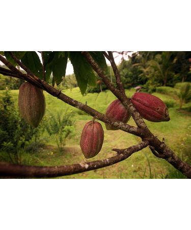 Wild Foods Organic Cocoa Powder - Single-Origin Unsweetened Keto Chocolate for Cooking & Baking - 12 oz Pack - Premium Cacao Beans - Sugar Free Non Dutch Raw Superfood - Buy Online on GoSupps.com