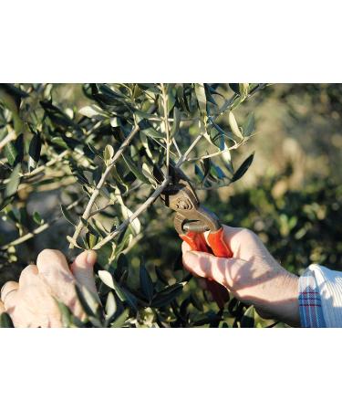 Brachia Extra virgin olive oil - Buy Online on GoSupps.com