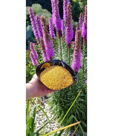 Natural Food Pollen Bee pollen 1 kg from Poland PREMIUM Natural raw without any additives Produced by bees 1kg 1er Pack - Buy Online on GoSupps.com