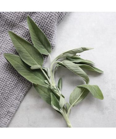 Organic whole sage leaves (250g) whole organic sage controlled organic sage leaves delicately dried 100% pure and natural - Buy Online on GoSupps.com