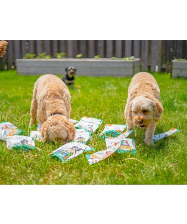 Wagging Companions Pumpkin Spice Oatmeal | Dog Treats | Plant-Based Human-Grade and Safe for All Dogs | Daily Greens for Dogs | Probiotic Prebiotic and Antioxidant | Bite Sized Biscuits - Buy Online on GoSupps.com