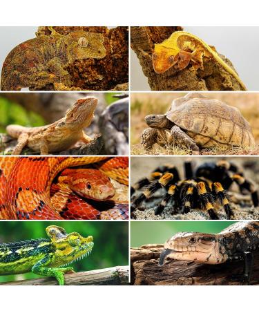 Buy 2-Pack Reptiles Terrarium Thermometer Hygrometer - Digital Waterproof Easy to Read | International Shipping - Buy Online on GoSupps.com