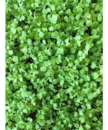 Arugula Sprouting Seeds 16 oz - Non GMO Microgreens for High Germination - Country Creek Acres - Buy Online on GoSupps.com