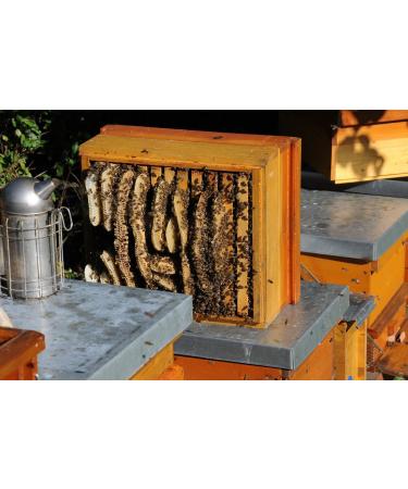 Pure Raw Linden Blossom Honey 1000g - Unheated Natural Ingredients with Pollen & Beeswax - International Shipping Available - Buy Online on GoSupps.com