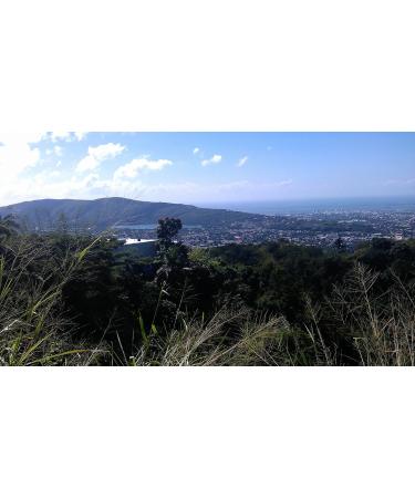 Blue Mountain Coffee 100% Jamaica Roasted and Ground (454g bag) - Buy Online on GoSupps.com